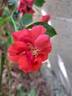 La Sevillana ® rose photo