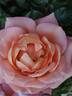 Sweet Fragrance rose photo