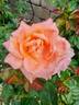 Sweet Fragrance rose photo