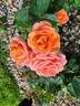 Sweet Fragrance rose photo