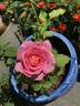 Perfume Delight rose photo