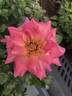 Smooth Lady rose photo