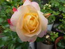 Lampion rose photo