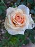 Diamond Jubilee rose photo