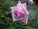 Baronne Henriette Snoy rose photo