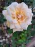 Diamond Jubilee rose photo