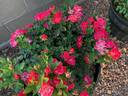 Brick House™ Pink rose photo