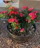 Brick House™ Pink rose photo