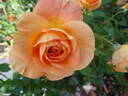 Bengali rose photo
