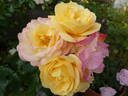 Lampion rose photo