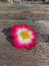 Jeepers Creepers rose photo