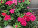 Highwire Flyer™ rose photo