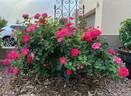 Highwire Flyer™ rose photo