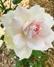 Shalimar rose photo