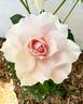 Shalimar rose photo