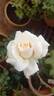Chablis rose photo