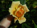 Apricot Twist ™ rose photo