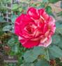 Best Impression rose photo