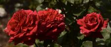 Velvet Fragrance rose photo