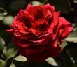 Velvet Fragrance rose photo