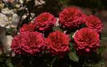 Velvet Fragrance rose photo