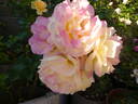 Lampion rose photo
