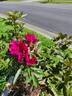Basye's Purple Rose rose photo