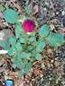 Fisherman's Friend® rose photo