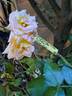 Rochemenier Village ® rose photo