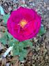Fisherman's Friend® rose photo