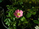 L56Min2TT rose photo