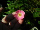L56Min2TT rose photo