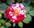 Pinstripe ™ rose photo