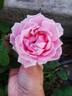 Arrillaga rose photo