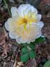 Soleil Couchant rose photo