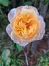 Soleil Couchant rose photo