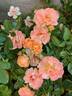 Peach Drift ® rose photo