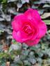 Parfum Royal Cl. rose photo