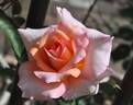 Bush Sioux rose photo