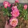 Perfecta rose photo