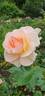 Royale Estelle rose photo