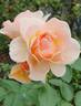 Royale Estelle rose photo