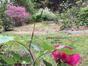 Climbing General MacArthur rose photo