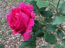 Climbing General MacArthur rose photo