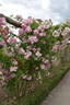 American Pillar rose photo