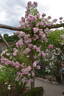 American Pillar rose photo