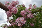 American Pillar rose photo
