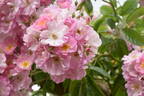 American Pillar rose photo