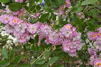 American Pillar rose photo