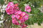 American Pillar rose photo
